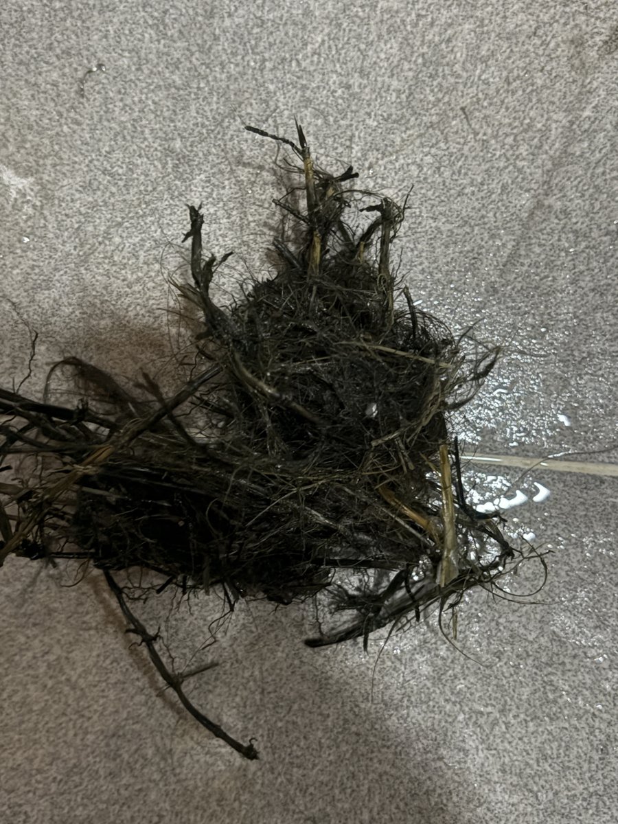 배관에서 나온 머리카락과 나뭇가지