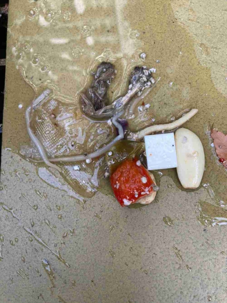나온 것 — 통바늘로 보이는 것과 비닐, 음식물